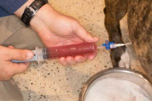 Tapping Fluid From The Abdomen of a Dog