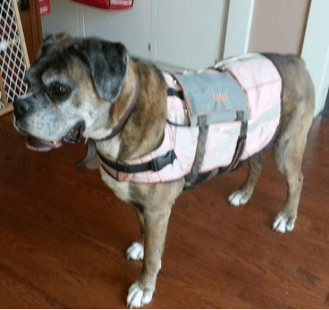Canine holter ekg harness