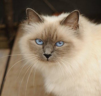 Blue Point Birman