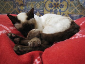 Chocolate point Siamese cat asleep on cushion