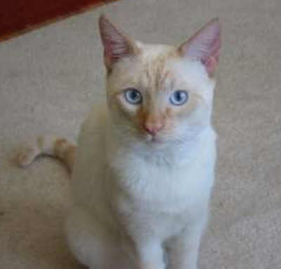 Flame Point Siamese cat