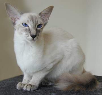 Balinese cat