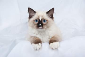 Mitted Ragdoll