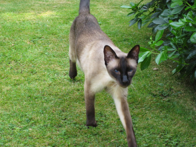 Siamese cat in garden