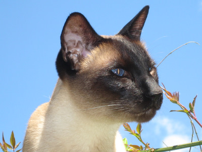 Siamese cat in close-up against blue sky