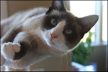 Snowshoe Siamese cat