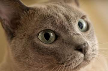Tonkinese cat