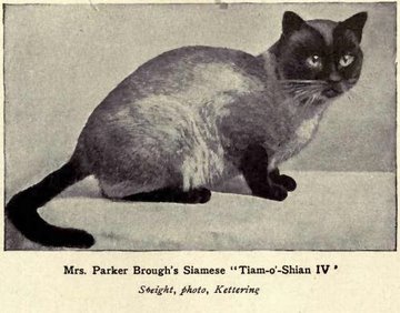 One of the early types of Siamese (Thai) cat 