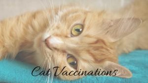 cat vaccinations