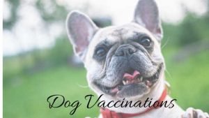 dog affordable pet vaccinations