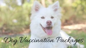 dog vaccination packages