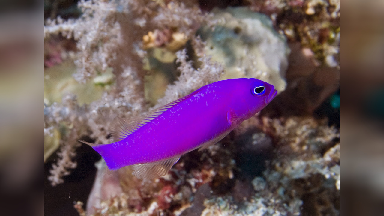 Морская розовая рыба. Ложнохромис Фридмана. Pseudochromis fridmani. Псевдохромис пурпурный. Псевдохромис индиго.