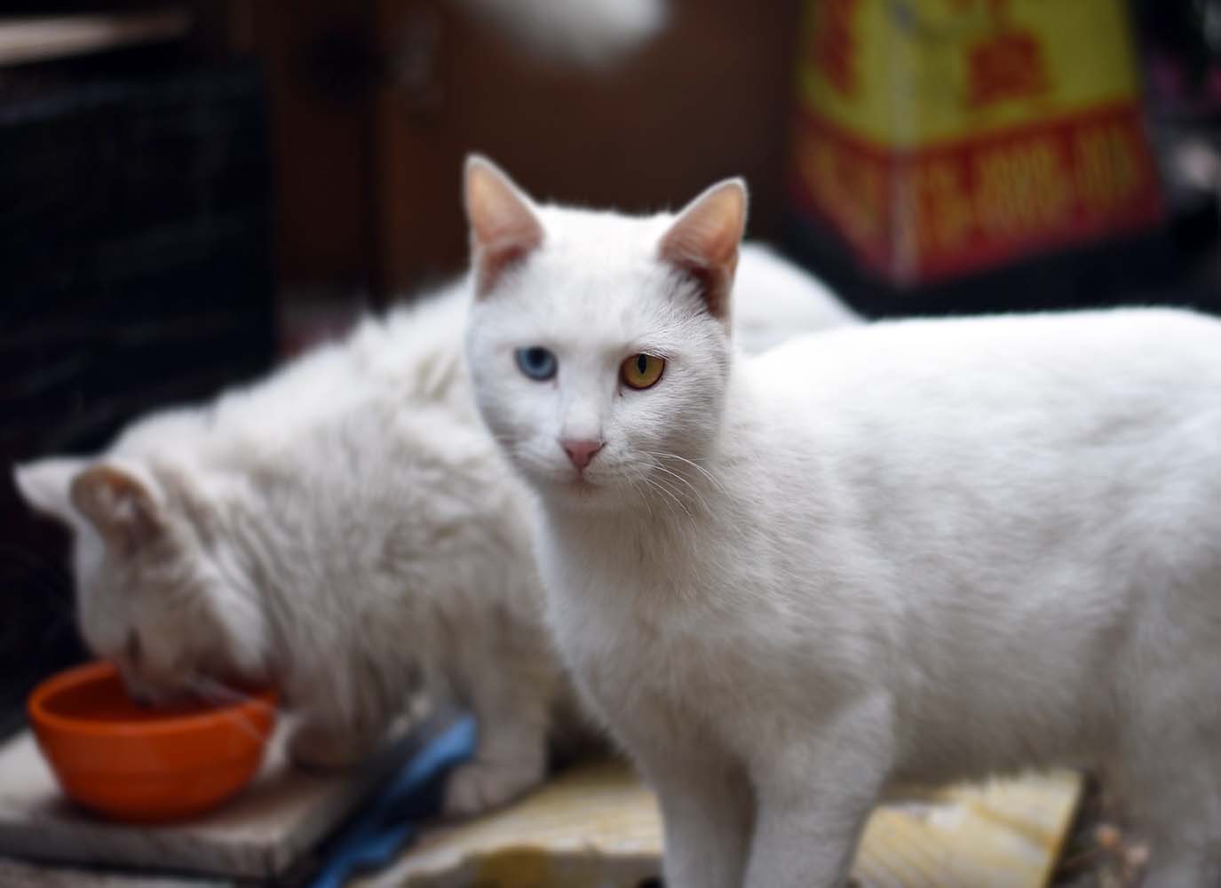 Белый котенок с желтыми глазами