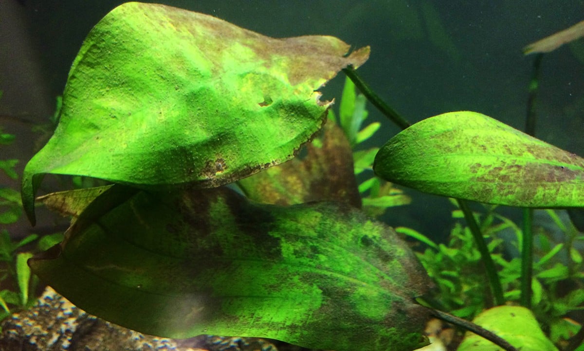 Темные водоросли. Бурые диатомовые водоросли в аквариуме. Анубиас Ксенококус. Эхинодорус в черной бороде. Черная борода на анубиасе.