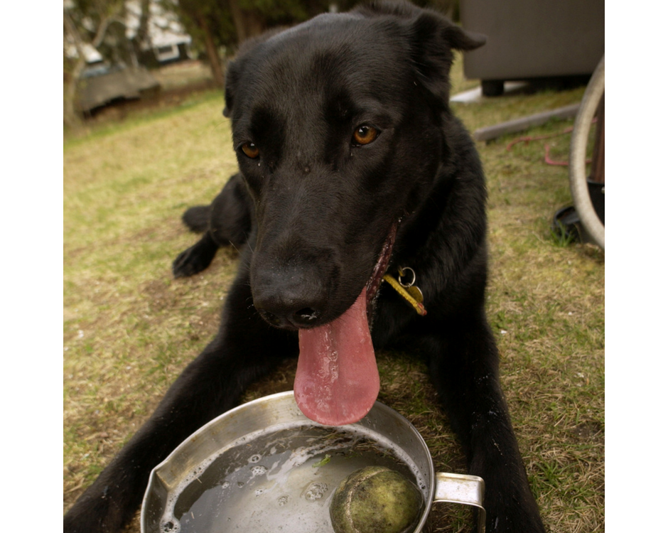 Собака пьет и рвет. Пьющая собака. Жажда у собаки. Собака пьет. Лабрадор пьет воду.
