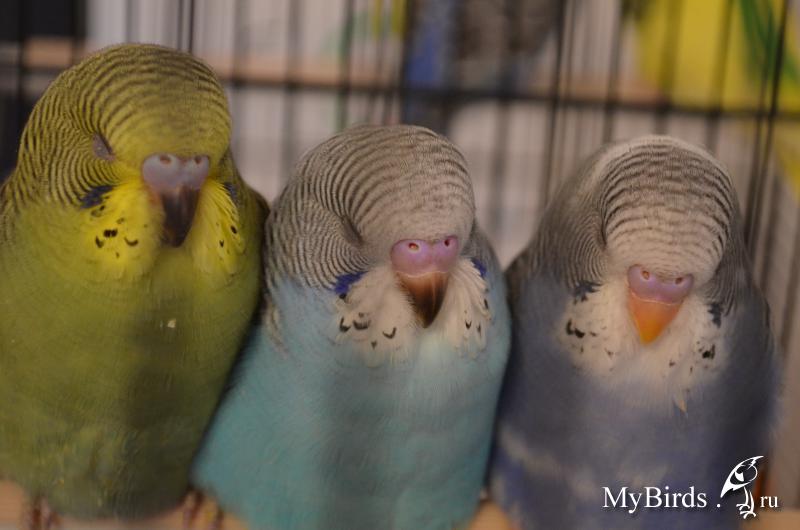 Как различить попугаев волнистых самка и самец фото