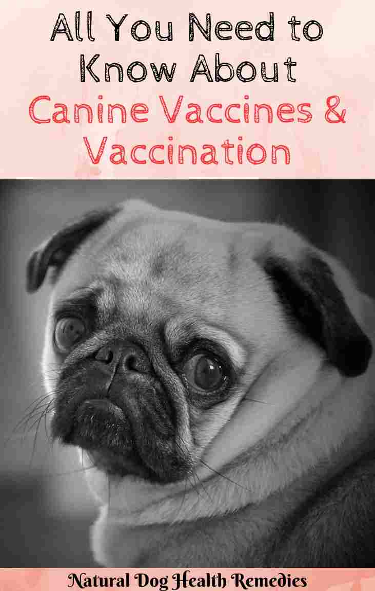 Canine Vaccines