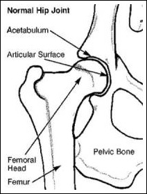 Dog Hip Joint
