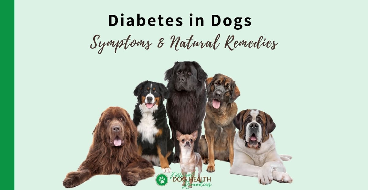 Diabetes in Dogs