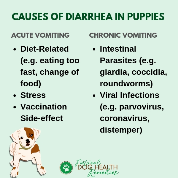 Понос у шпица. Diarrhea транскрипция. Что дать щенку 2 месяца от рвоты. Can CBD Oil cause diarrhea in Dogs.