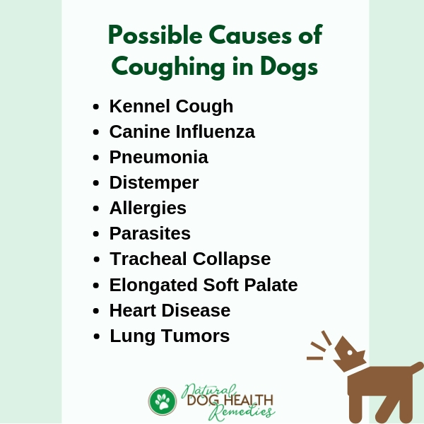Causes of Coughing in Dogs