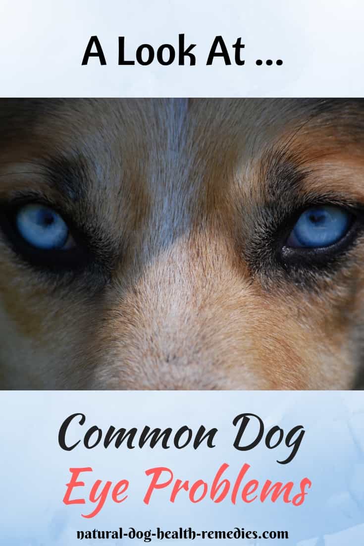 Dog Eye Problems and Eye Care