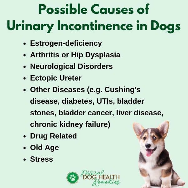 Dog Urinary Incontinence Causes