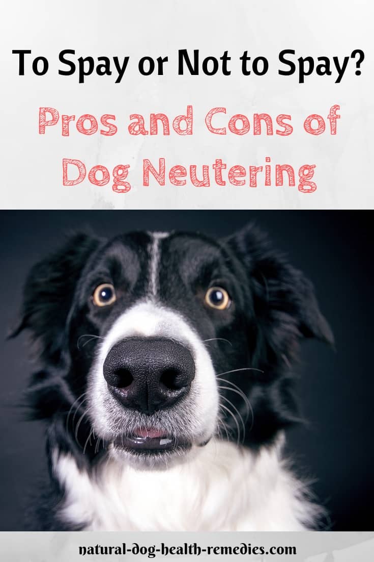 Dog Neutering Pros & Cons