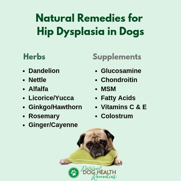 Natural Remedies for Dog Hip Dysplasia