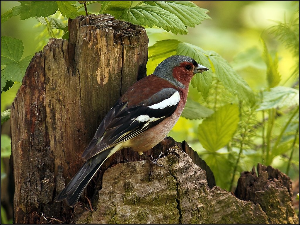 Лесные птицы краснодарского края названия и фото