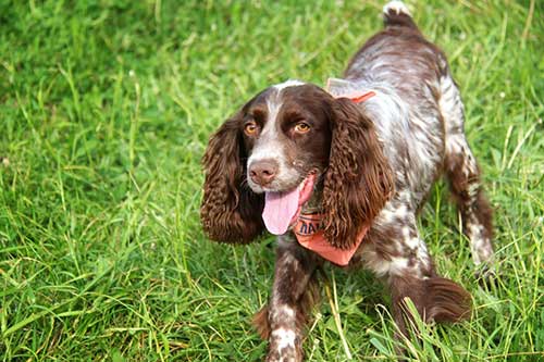 russkij-spaniel_04