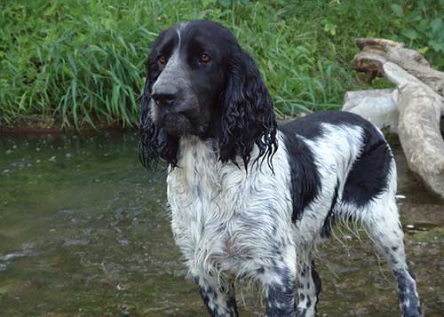 russkij-spaniel_07