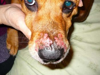 Стафилококковая инфекция у собак - симптомы