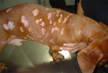 Стафилококковой инфекции у собак - профилактика