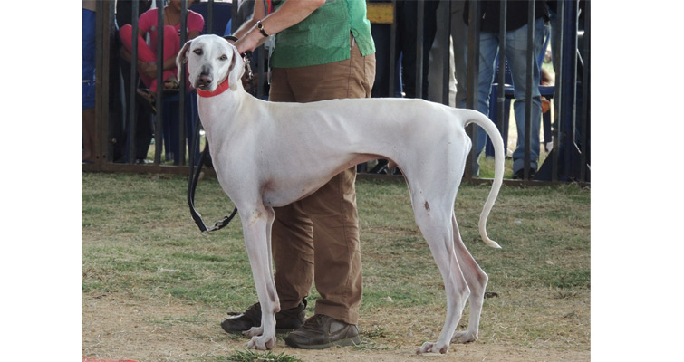 Mudhol-Hound