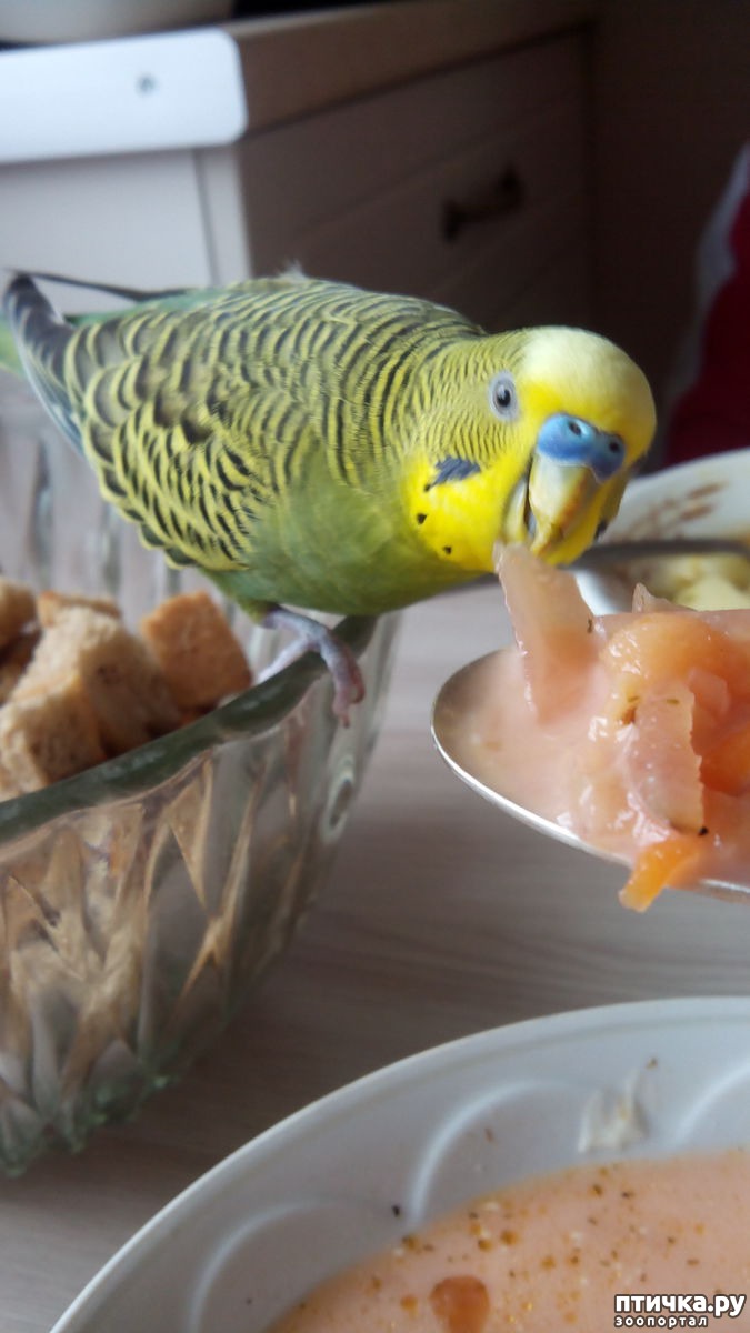 Что можно попугаям из фруктов. Питание попугаев. Что едят волнистые попугаи. Еда для попугаев волнистых. Попугай кушает.