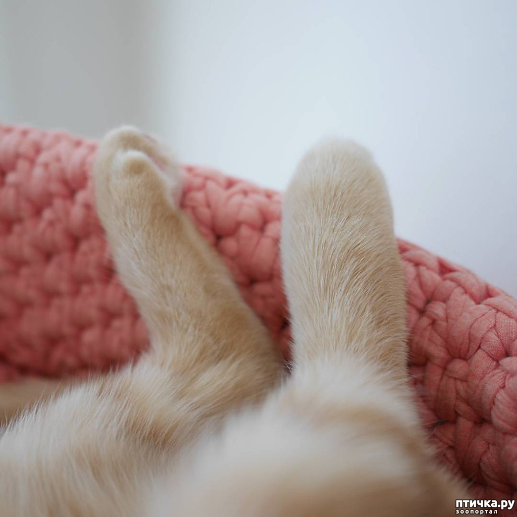 Тепло лапкам. Кошачья лапка. Кошачьи лапки подушечки. Лапка котенка подушечки.