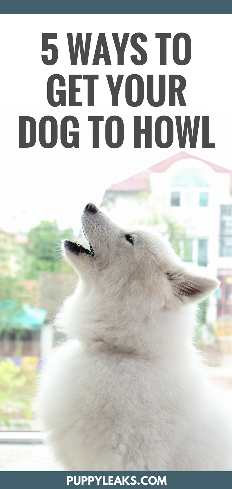 How to make your dog howl. How to train your dog to howl on command, and videos guaranteed to make your dog howl.