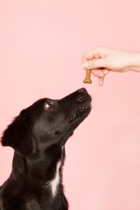 5 Awesome Benefits of Hand Feeding Your Dog