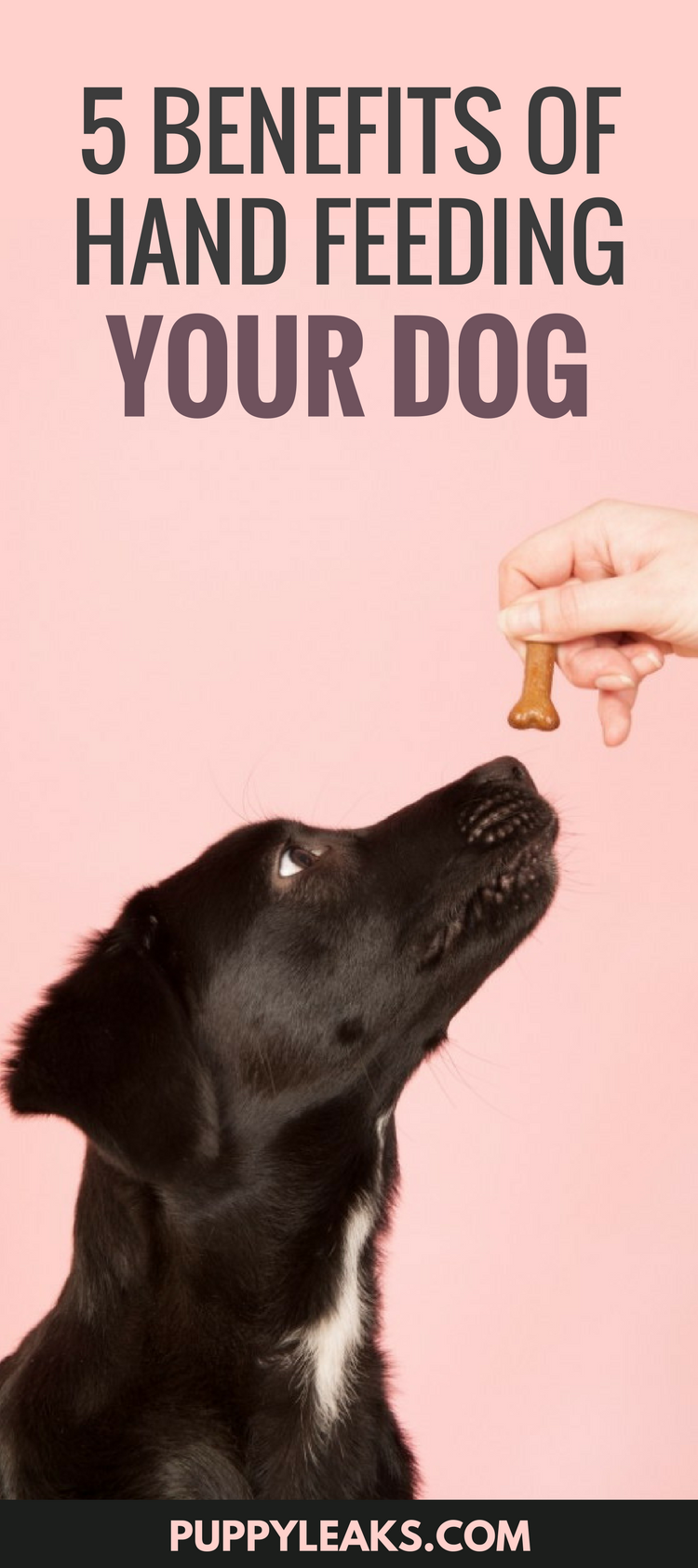 Looking for an easy way to teach your dog good manners, boost their confidence and strengthen your bond? Try feeding your dog by hand. Here