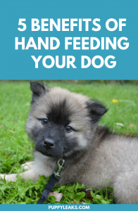 The benefits of hand feeding your dog