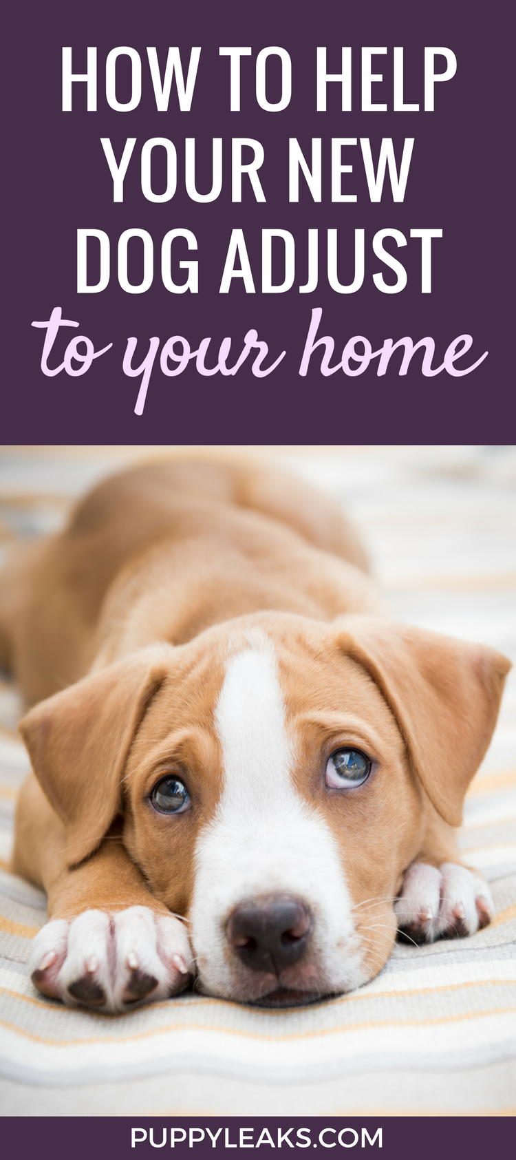 10 Tips for Helping Your Dog Adjust To Their New Home