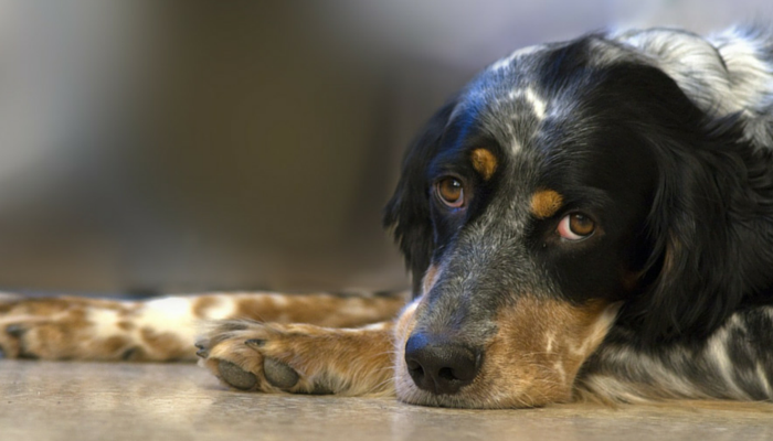 10 Tips to Help Your New Dog Adjust to Your Home