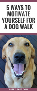 5 Ways to Motivate Yourself for a Dog Walk