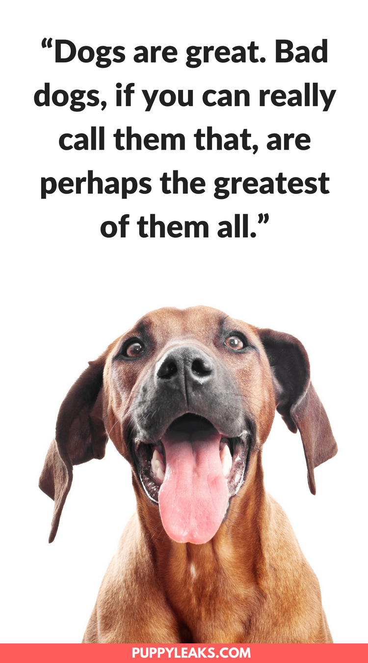 100 Of The Best Quotes About Dogs