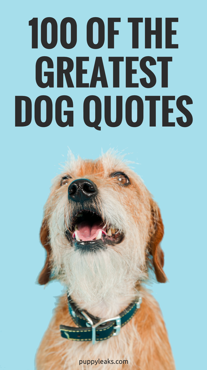 100 Of The Best Dog Quotes