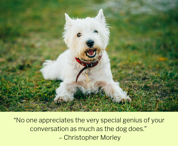 100 Quotes About Dogs