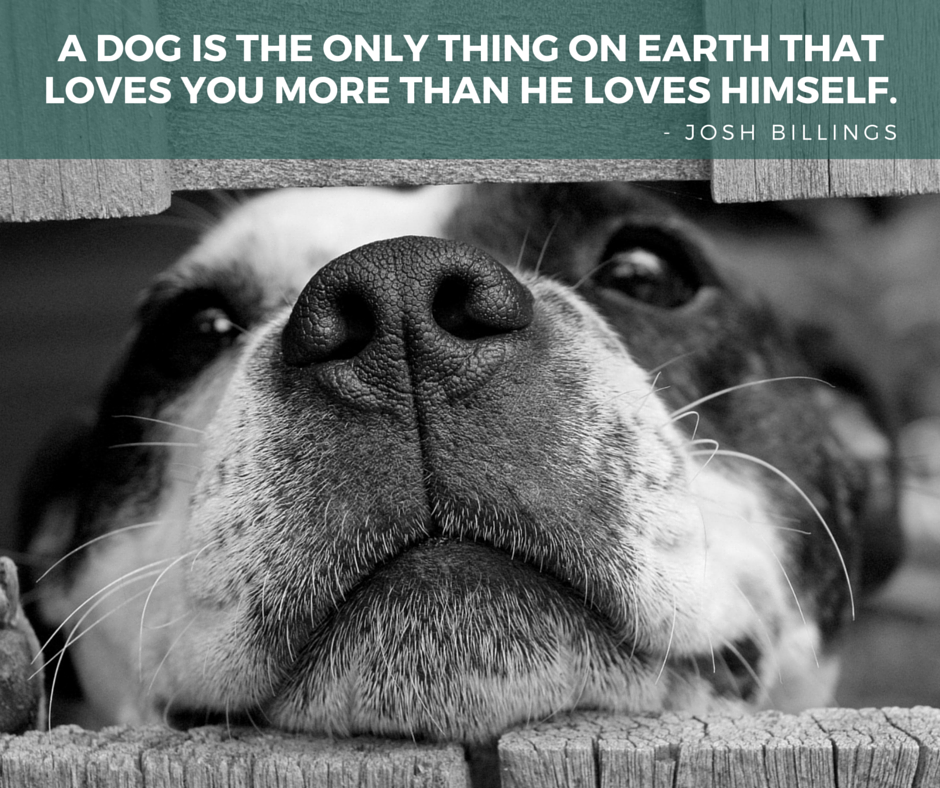 75 Awesome Dog Inspired Quotes