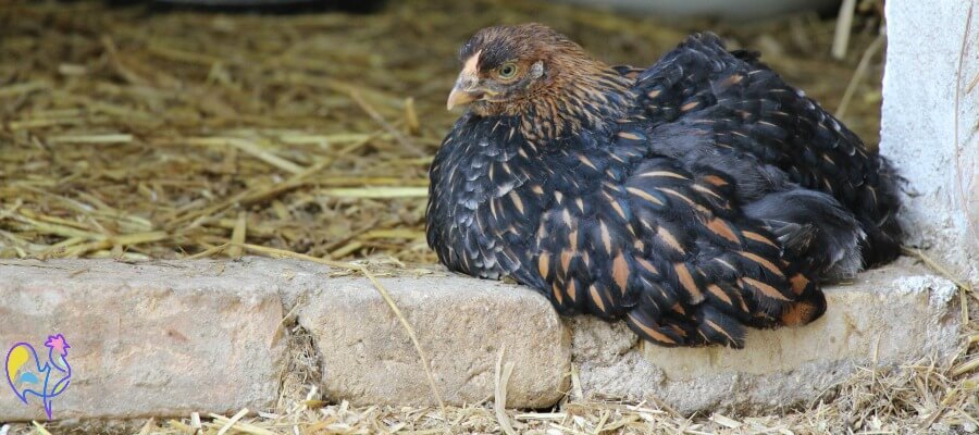 This Golden Laced Wyandotte chick became a victim of 
