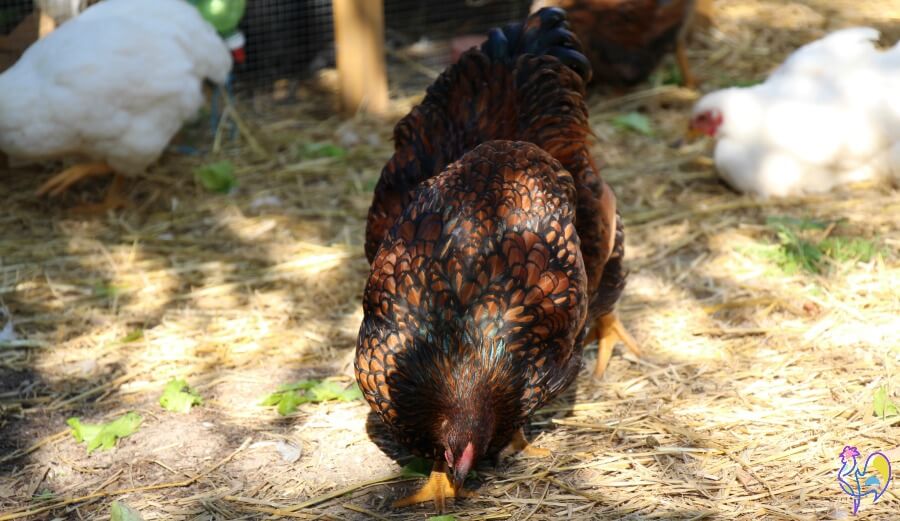 The Golden Laced Wyandotte hen on the left became a victim of 